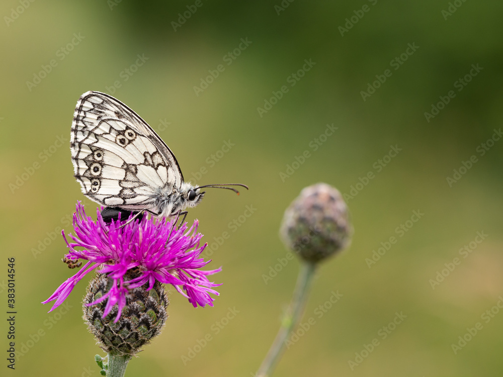 Fototapeta premium Marbled white butterfly (Melanargia galathea) on greater knapweed flower