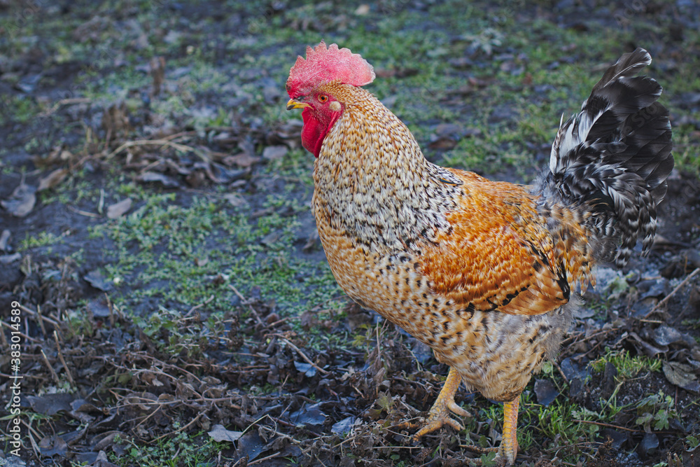 Cock walking on the farm yard. Cock walking on the farm yard.