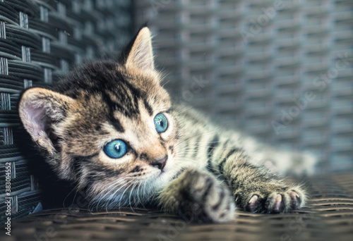 Tabby cat, small striped blue-eyed kitten 