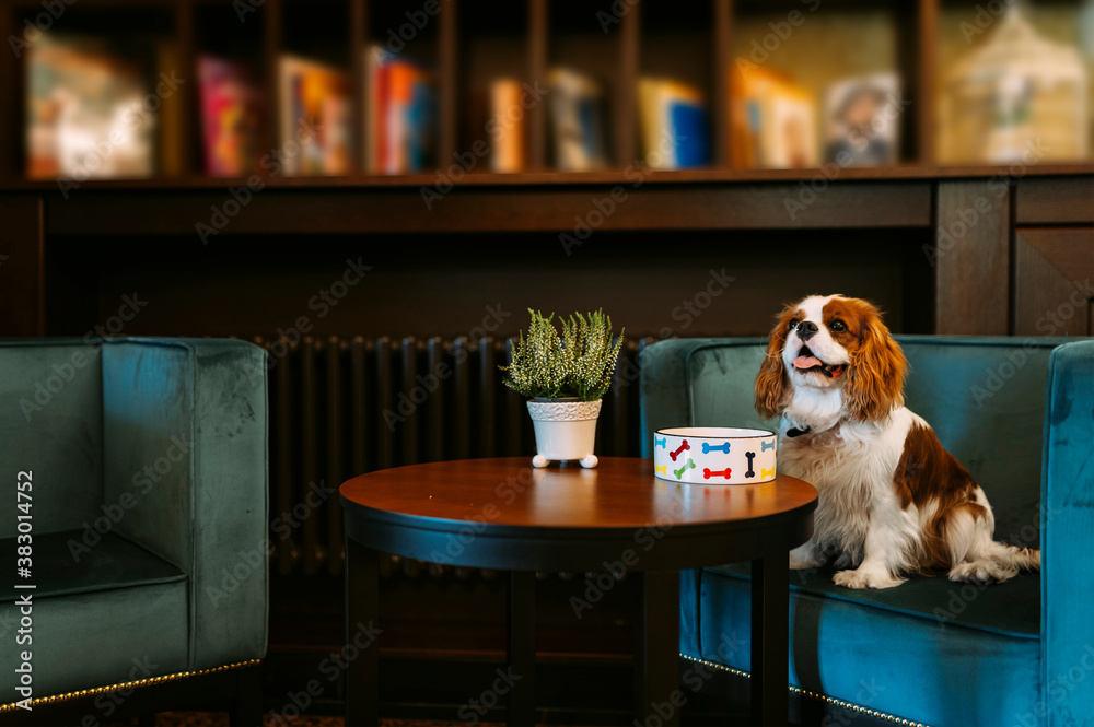 Cavalier King Charles Spaniel dog indoors resting in the chair