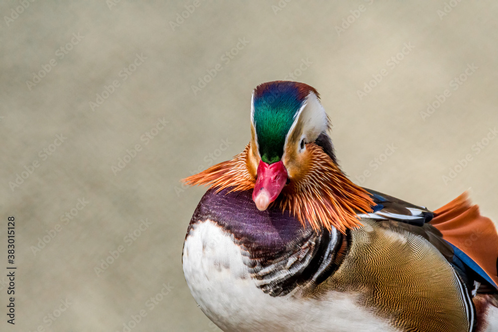 Obraz premium Drake of Mandarin Duck (Aix galericulata) in park