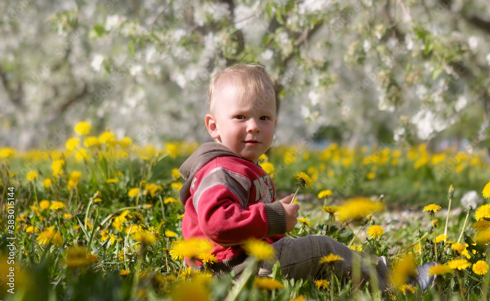 child in apple orchard in bloom and dandelion field child in apple orchard in bloom and dandelion field