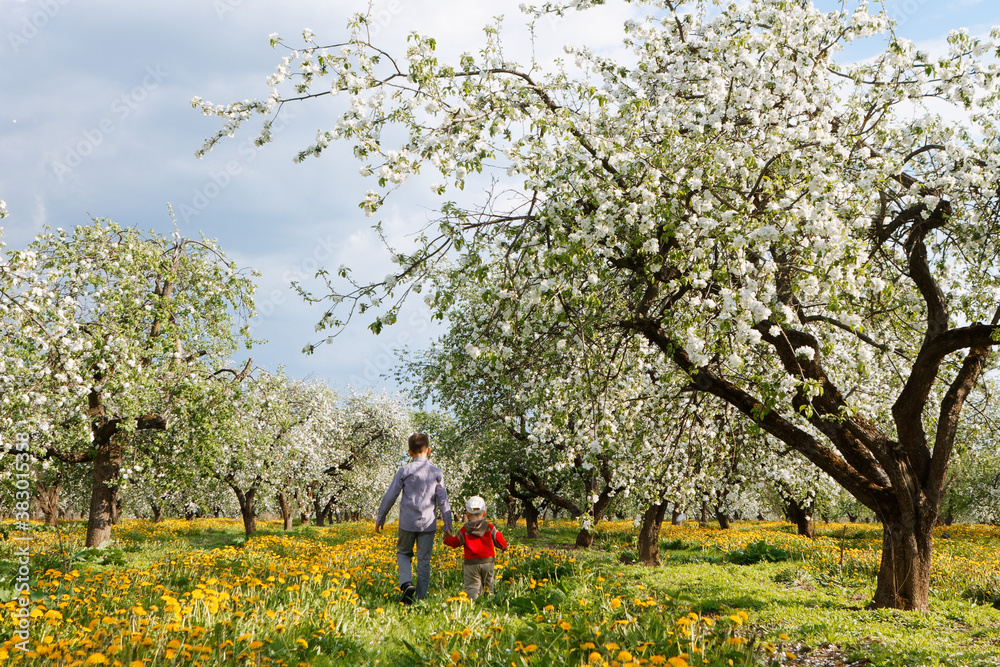 children in apple orchard in bloom and dandelion field children in apple orchard in bloom and dandelion field