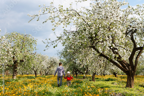 children in apple orchard in bloom and dandelion field © makam1969