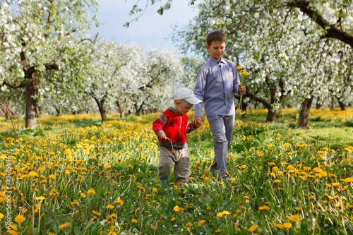 children in apple orchard in bloom and dandelion field