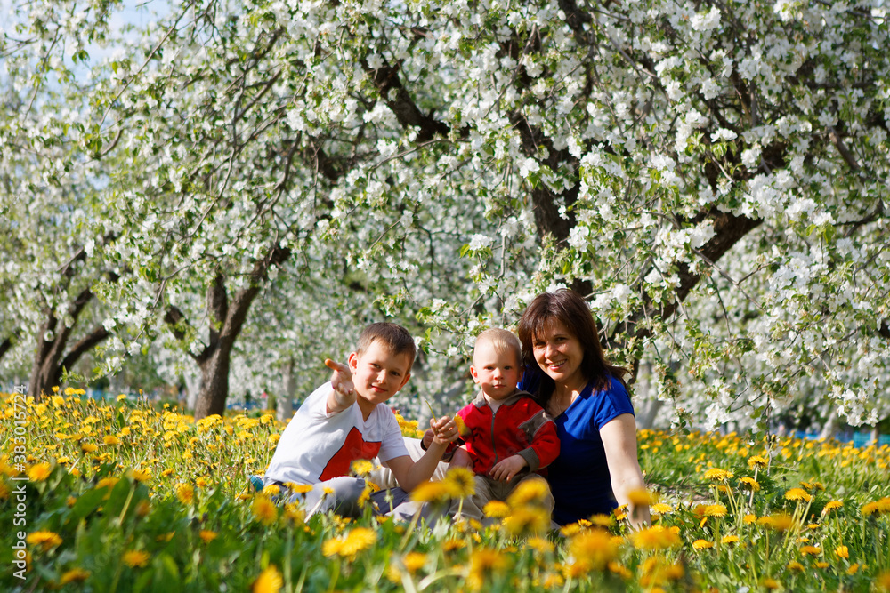 family in apple orchard in bloom and dandelion field family in apple orchard in bloom and dandelion field