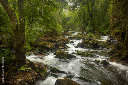 El rio fluye por el bosque