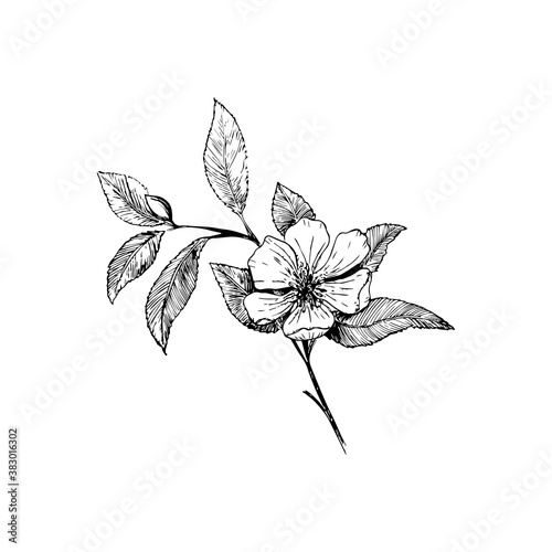 Cherry blossom branch isolated on a white background. Vintage Botanical hand - drawn illustration. Spring flowers of Apple or cherry trees.