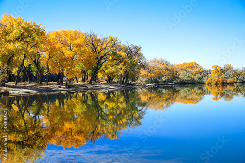 Cottonwood trees, Corn Lake in Fall, Grand Junction, Colorado. James M. Robb – Colorado River State Park. Autumn Leaf peeping
