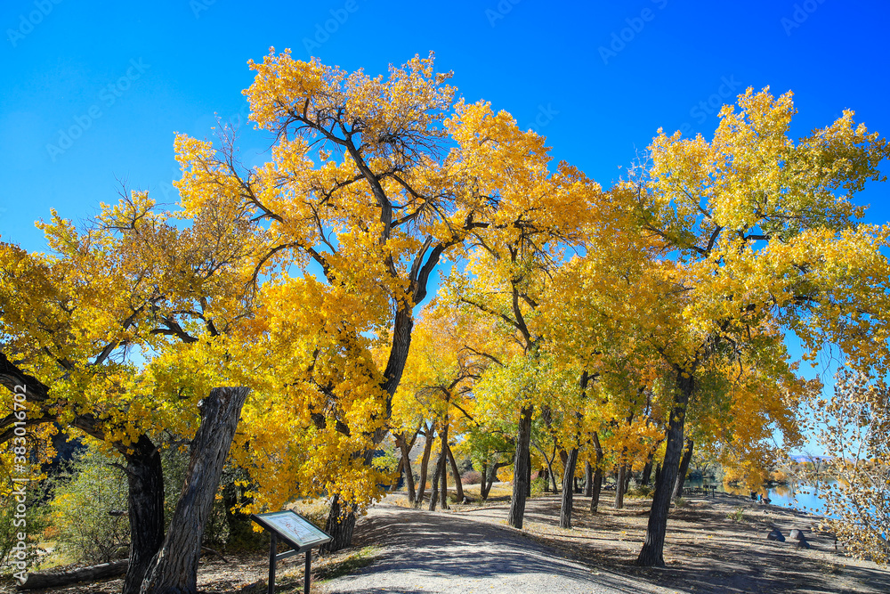 Fototapeta premium Cottonwood trees, Corn Lake in Fall, Grand Junction, Colorado