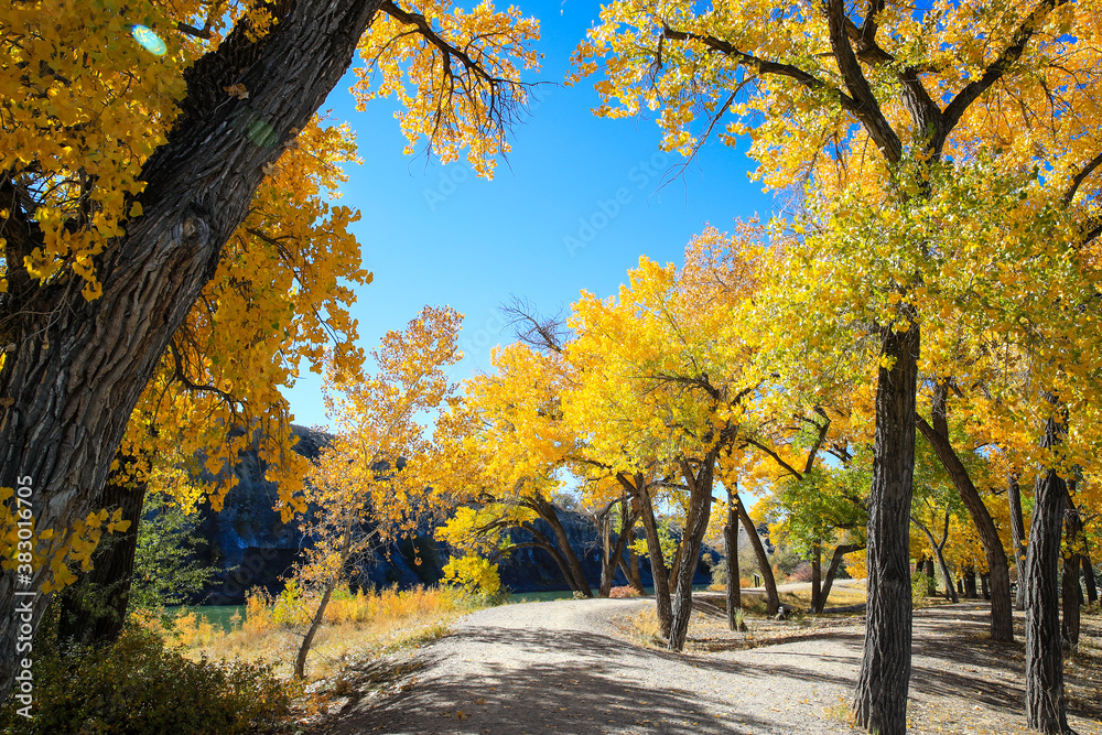 Naklejka premium Cottonwood trees, Corn Lake in Fall, Grand Junction, Colorado. James M. Robb – Colorado River State Park. Autumn Leaf peeping