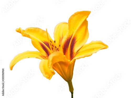 Yellow Lillie blossoming flower with green stem side view isolated on white photo