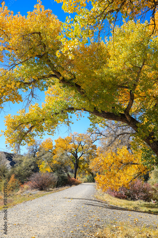 Fototapeta premium Cottonwood trees, Corn Lake in Fall, Grand Junction, Colorado
