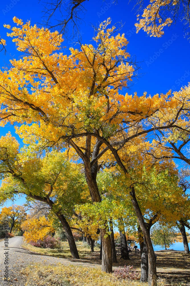 Fototapeta premium Cottonwood trees, Corn Lake in Fall, Grand Junction, Colorado