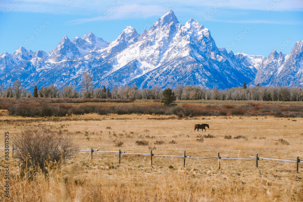 Horse in the pasture, Grand Teton National Park, Wyoming