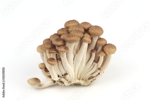 Shimeji mushroom on white background