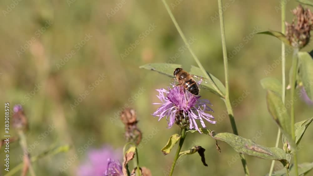 bee collecting pollen from purple flowers. Anthophila flying from flower to flower during the summer