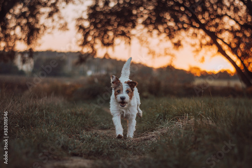 Parson Russell Terrier Sunset Portrait