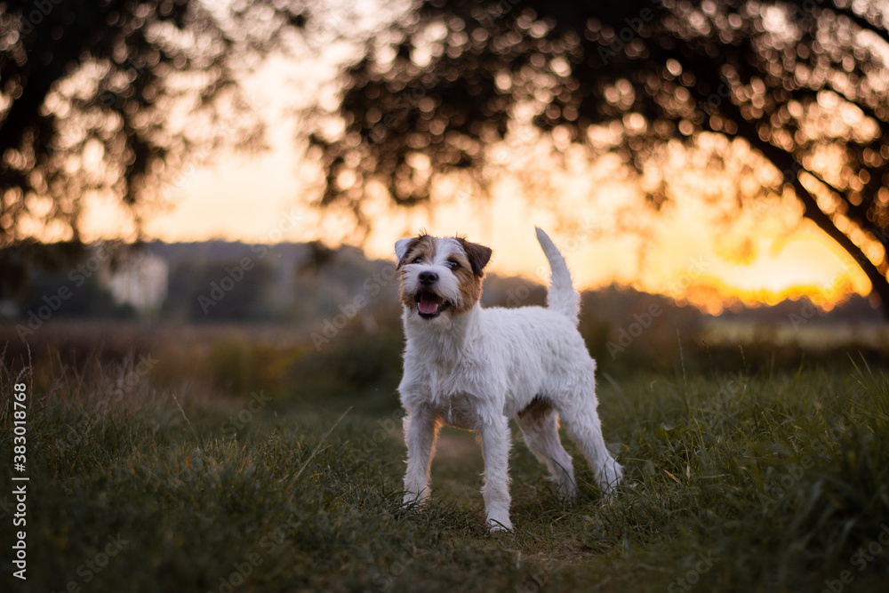 Parson Russell Terrier Sunset Portrait