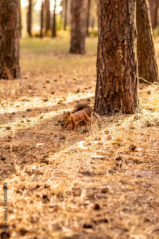 Obraz premium autumn in the forest