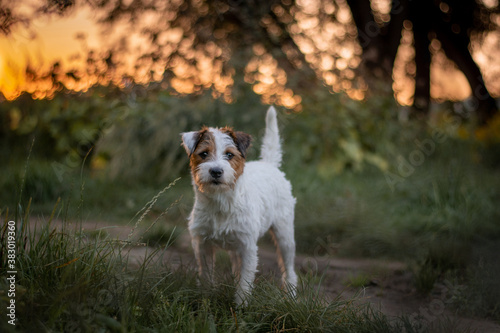 Parson Russell Terrier Sunset Portrait