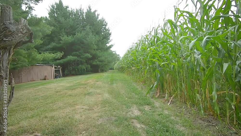 POV driving a small all terrain vehicle on a grassy path along a corn field POV driving a small all terrain vehicle on a grassy path along a corn field