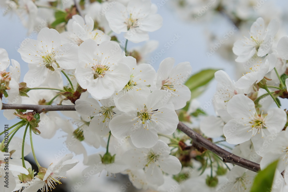 A branch of a blossoming cherry tree. Inflorescence of white cherry flowers in spring. A branch of a blossoming cherry tree. Inflorescence of white cherry flowers in spring.