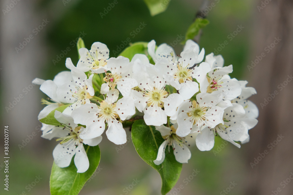 A branch of a blossoming pear tree. Inflorescence of white pear flowers in spring.