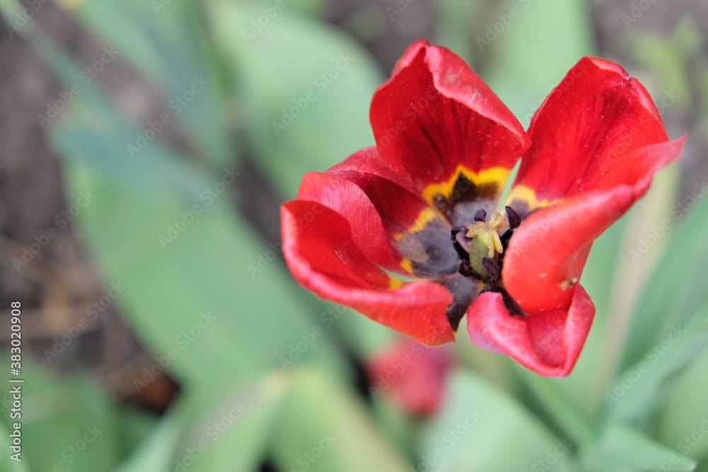 A withered red tulip close-up. Disheveled red flower. A withered red tulip close-up. Disheveled red flower.