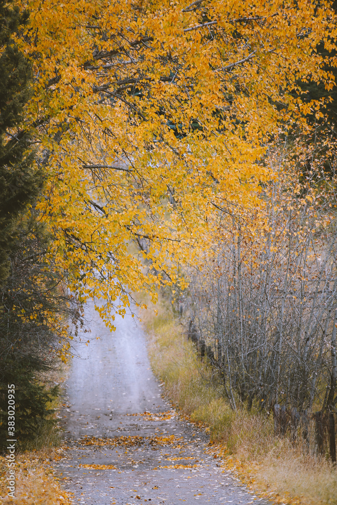 Obraz premium Country Trail in Autumn, Polson, Montana