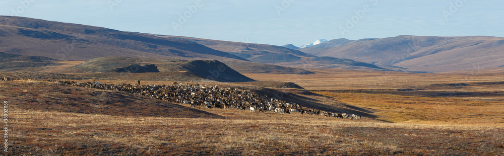 A reindeer herder grazes a herd of reindeer in the tundra. Traditional way of life of the indigenous peoples of Chukotka.  Autumn Arctic landscape with tundra and mountains. Chukotka, Far East Russia.