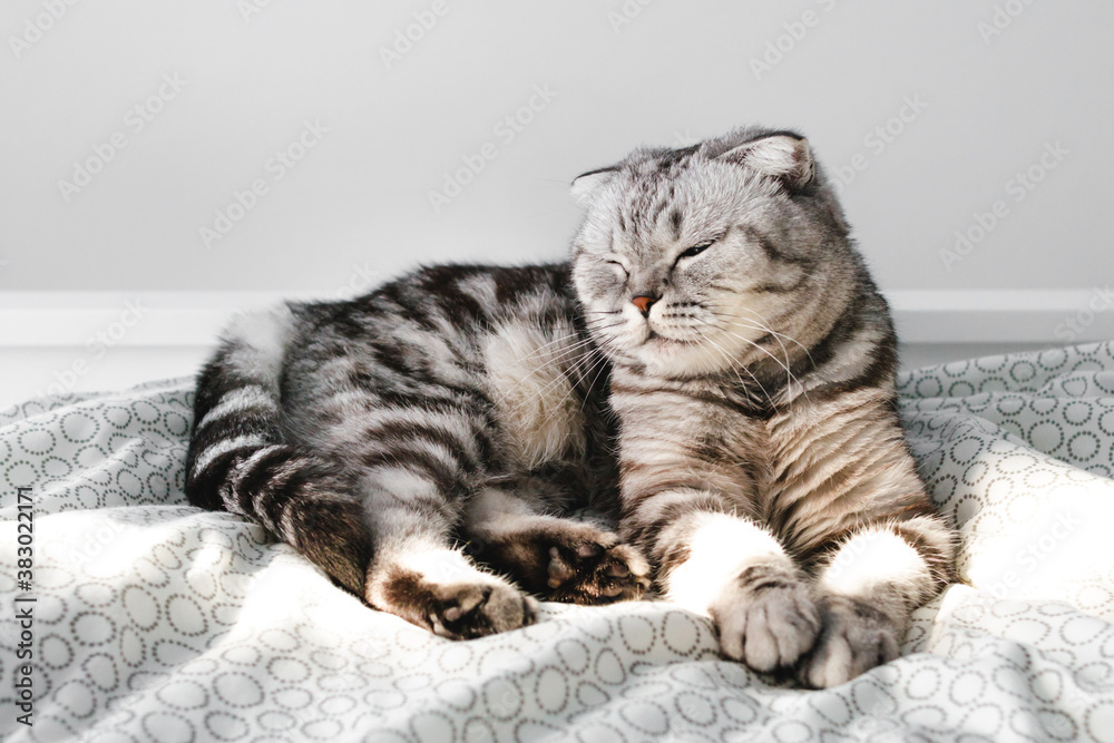 Scottish fold grey cat lying on bed. Striped animal relax, nap, sleep in bedroom. Cozy morning.