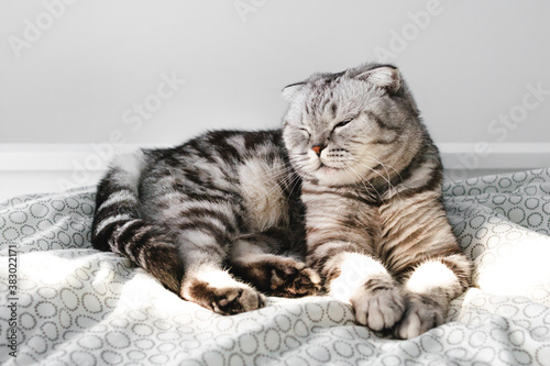 Scottish fold grey cat lying on bed. Striped animal relax, nap, sleep in bedroom. Cozy morning.