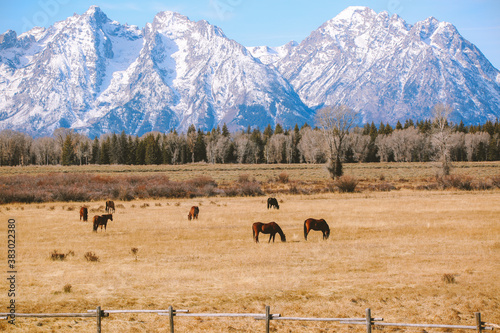 Horse in the pasture, Grand Teton National Park, Wyoming