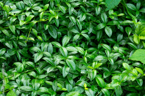 Wallpaper Mural Grassy groundcover flower, green leaves carpet ground. Decorative garden plant Torontodigital.ca