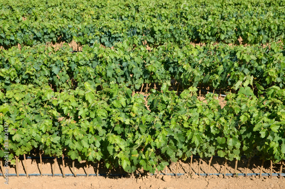 Rows of young vines in vineyard. Grape seedlings at sunset. Vine nursery and winery. Young grape shoots available for sale. Plantation. Cultivation of vines on field.
Rows of young vines in vineyard. Grape seedlings at sunset. Vine nursery and winery. Young grape shoots available for sale. Plantation. Cultivation of vines on field.