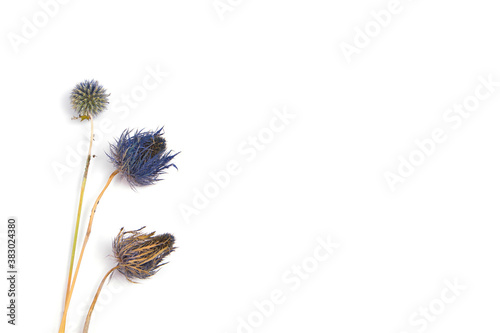 Dry flowers on white background