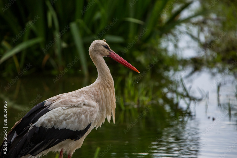Obraz premium Storks in spring in Aiguamolls De L'Emporda Nature Reserve, Spain