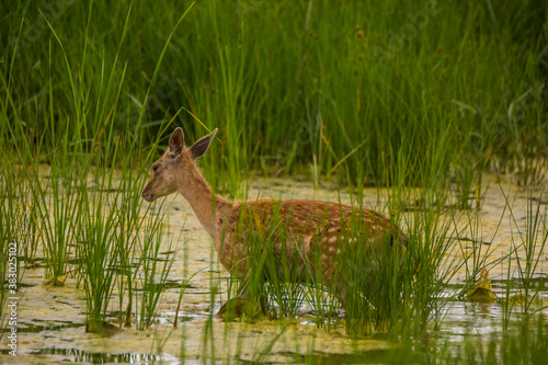 Fototapeta Naklejka Na Ścianę i Meble -  Fallow deer in Aiguamolls De L'Emporda Nature Reserve, Spain