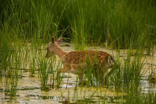 Fototapeta Naklejka Na Ścianę i Meble -  Fallow deer in Aiguamolls De L'Emporda Nature Reserve, Spain