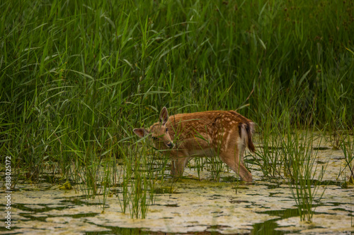 Fototapeta Naklejka Na Ścianę i Meble -  Fallow deer in Aiguamolls De L'Emporda Nature Reserve, Spain