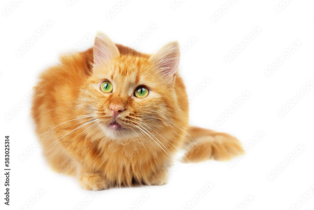 Ginger fluffy cat with green eyes sitting and looking up, isolated on white background