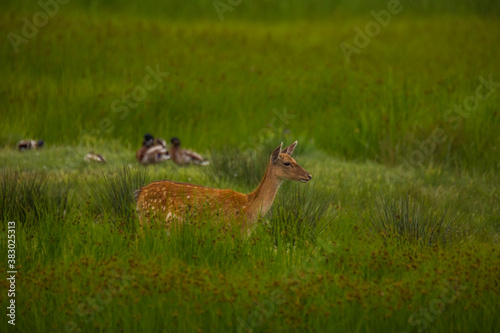 Fototapeta Naklejka Na Ścianę i Meble -  Fallow deer in Aiguamolls De L'Emporda Nature Reserve, Spain