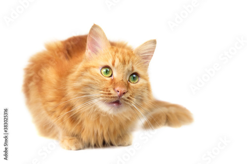 Ginger fluffy cat with green eyes sitting and looking up, isolated on white background