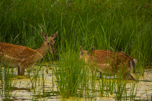 Fototapeta Naklejka Na Ścianę i Meble -  Fallow deer in Aiguamolls De L'Emporda Nature Reserve, Spain