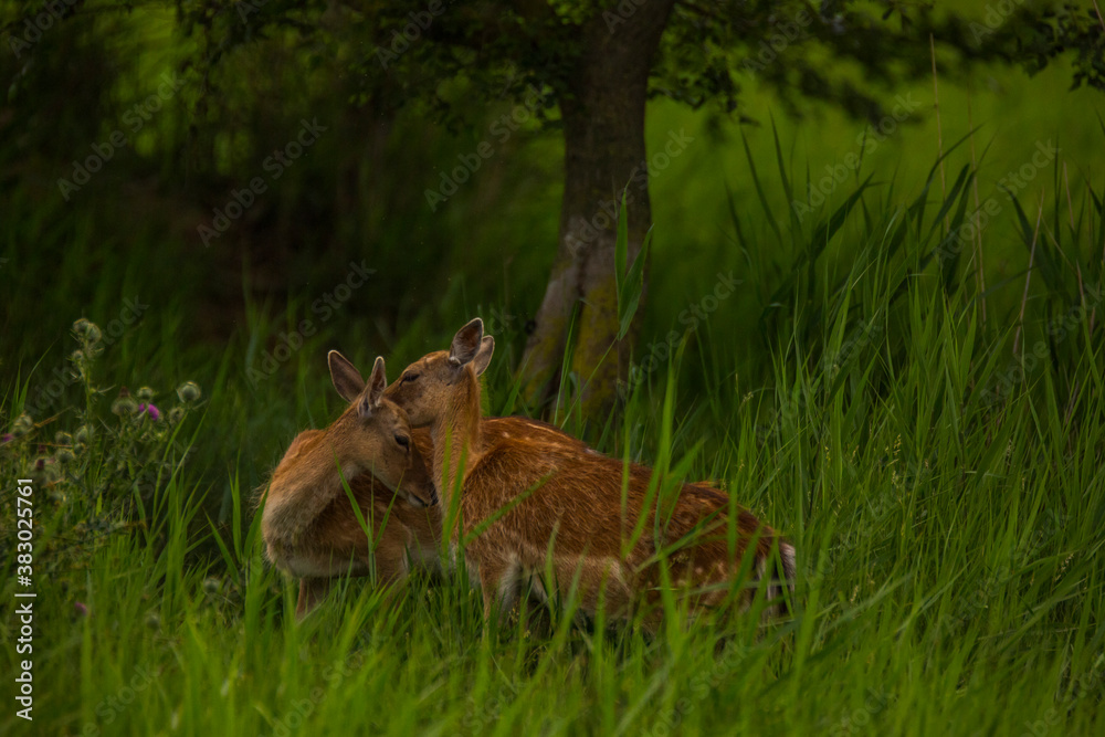 Fototapeta premium Fallow deer in Aiguamolls De L'Emporda Nature Reserve, Spain