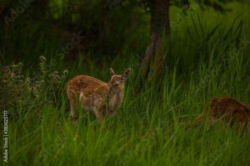 Fallow deer in Aiguamolls De L'Emporda Nature Reserve, Spain © Alberto Gonzalez 