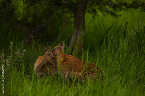 Fototapeta Naklejka Na Ścianę i Meble -  Fallow deer in Aiguamolls De L'Emporda Nature Reserve, Spain