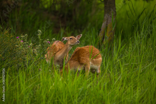Fototapeta Naklejka Na Ścianę i Meble -  Fallow deer in Aiguamolls De L'Emporda Nature Reserve, Spain