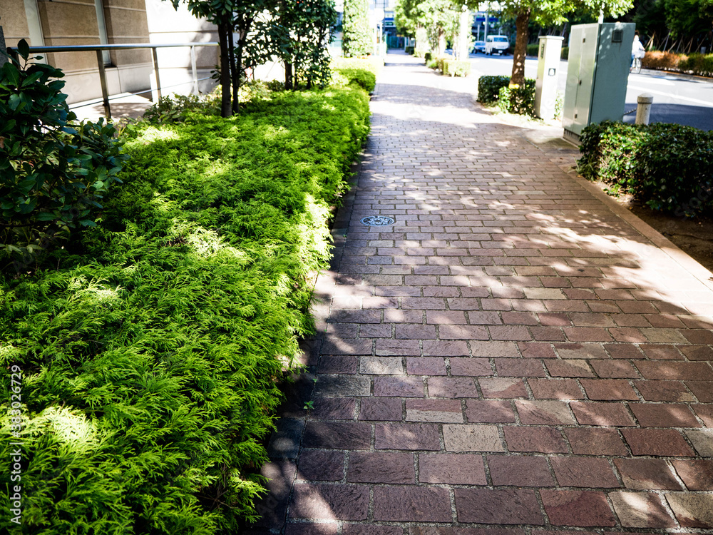 木々の木漏れ日が揺れる心地よい風が吹くいつもの散歩道 木々の木漏れ日が揺れる心地よい風が吹くいつもの散歩道